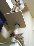 モカ&ノワ、キャットタワーで