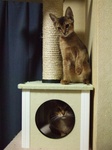 キャットタワーで、モカとノワ