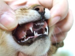 犬歯が2本2