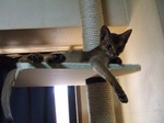 キャットタワーの上で