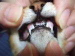 犬歯1