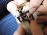 犬歯2
