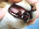 犬歯3