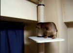 キャットタワーの上でtb