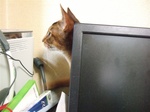 裏から顔を
