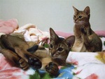 2匹足をあげて3