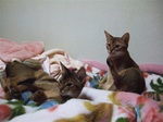 2匹足をあげて4