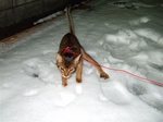 雪の上1