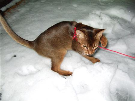 雪の上