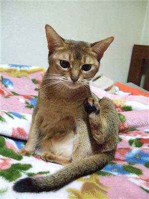 くつろぐモカ