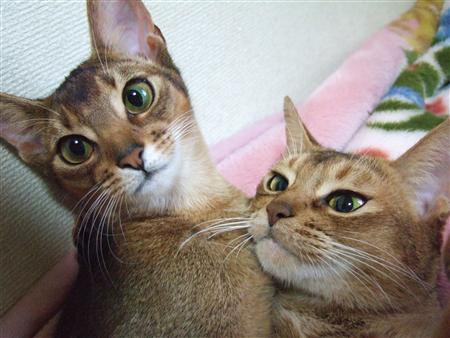 猫2匹くっついて