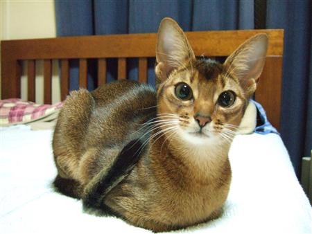 尻尾が