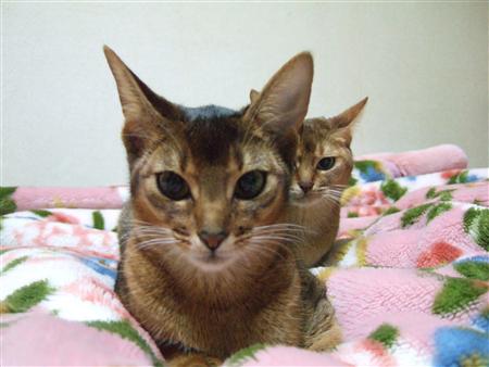 後ろから見てる
