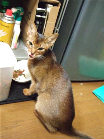 tbご飯うまー