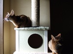 2匹で猫動画