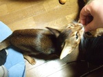 ノワおすわり3