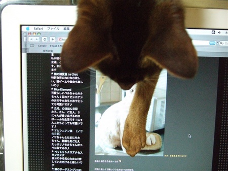 ささみをヨコセ!