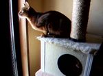 挙動不審なノワと、落ち着くモカ