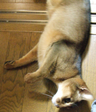 うにゃt