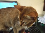 あきれるモカ