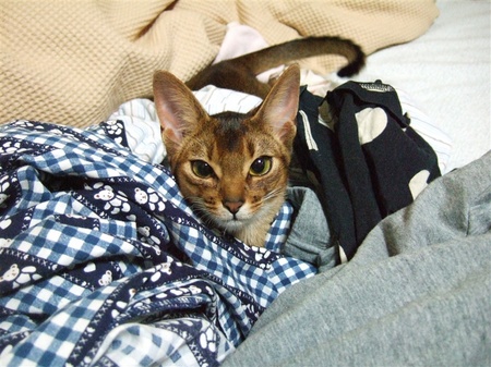 服に埋まって