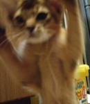 ノワがおー