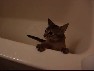 ノワちゃん初おふろサムネイル