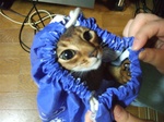 袋猫