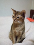 モカ1