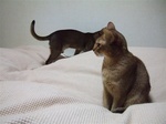 ノワ&もか