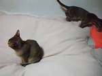 ノワ&もか2